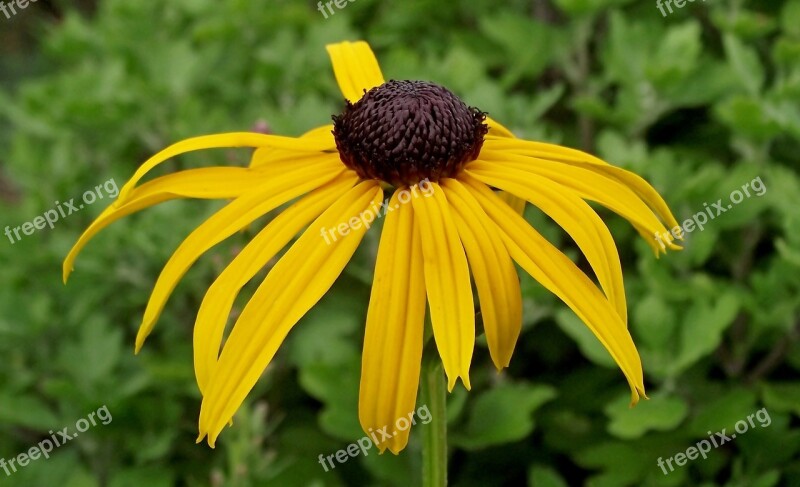 Rudbeckia Brilliant Flower Yellow Garden Summer