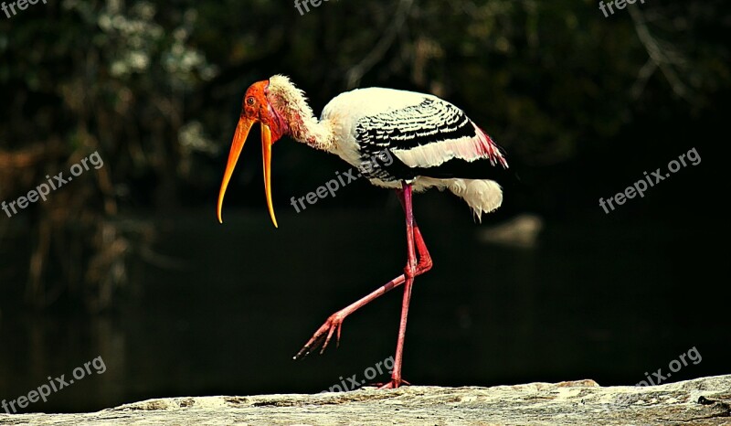 Painted Storks Bird Stork Wildlife Nature