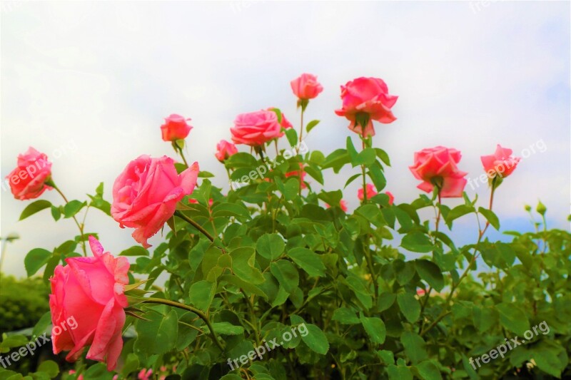 Rose Nature Flower Plant Love