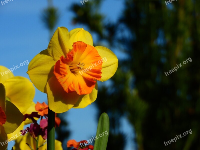 Daffodil Narcissus Yellow Creation Nature