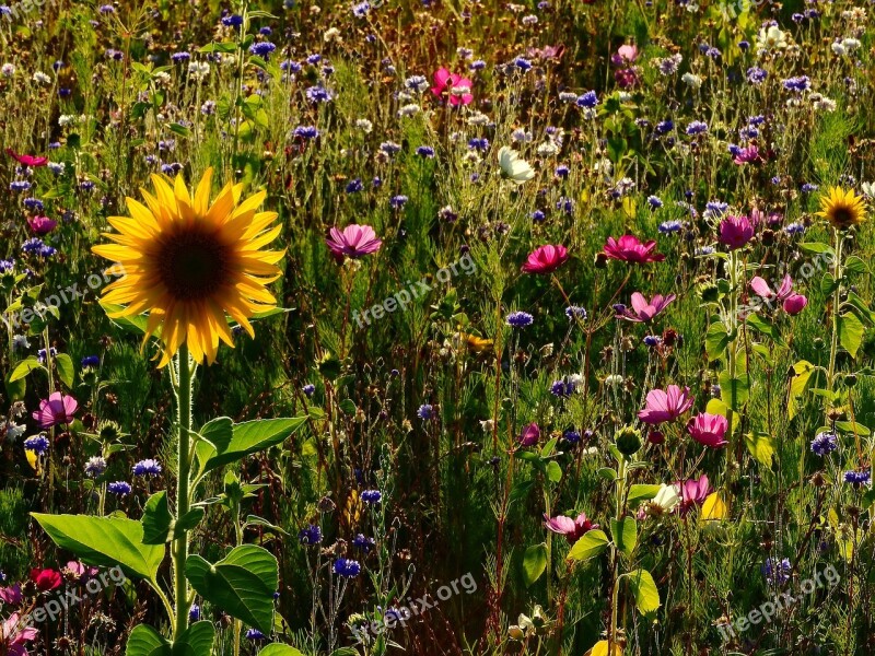 Flowers Meadow Sunflower Flower Meadow Field