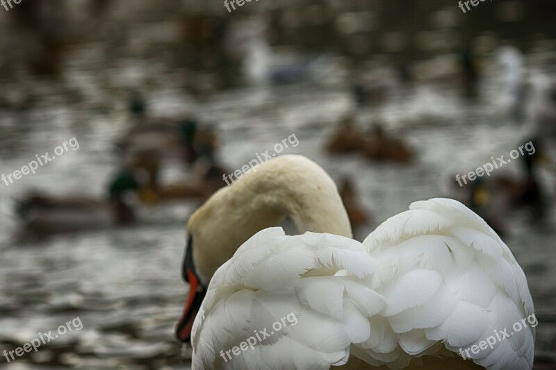 Swan Nature Bird Sea Animal