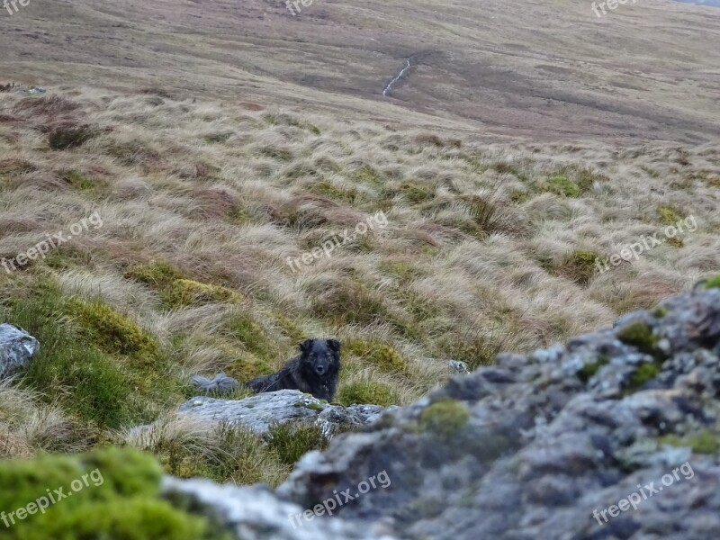 Rocks Dog Countryside Moorland Rock