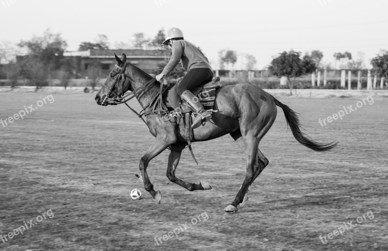 Polo Playing Sport Play Ball