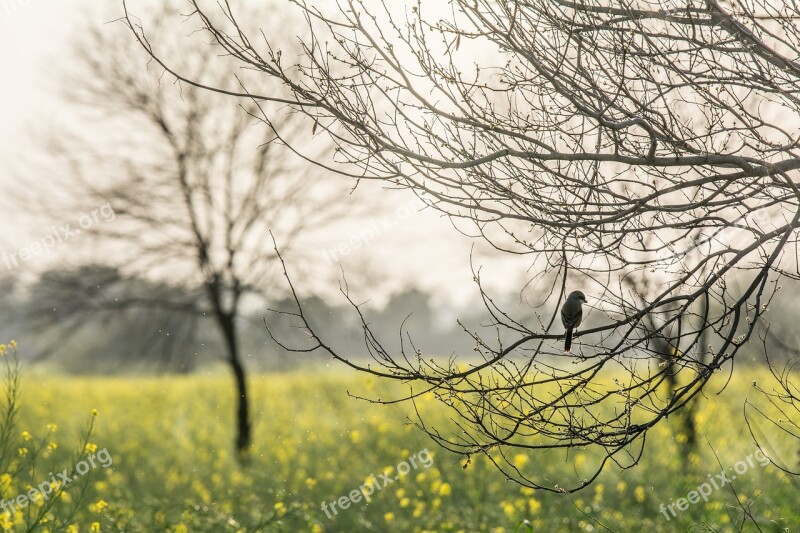 Lonely Bird Bird Nature Sad Sparrow