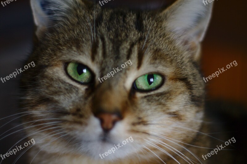 Cat Tabby Eyes Animals Mammals