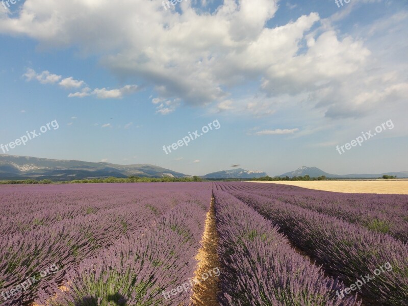 Provence Lavender Summer Flowers Purple