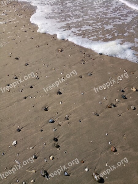 Mussels Beach Shell Sand Sea