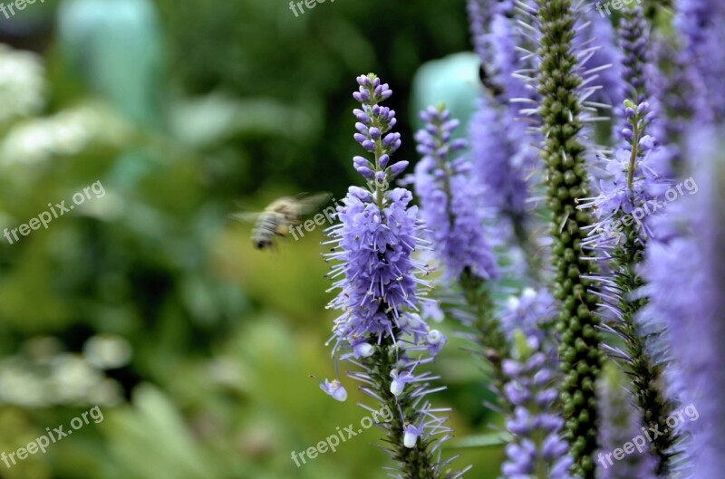 Splendor Notch Flower Shrub Flowers Composites