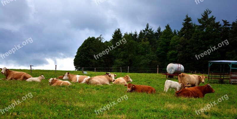 Pasture Cows Agriculture Animal Farm