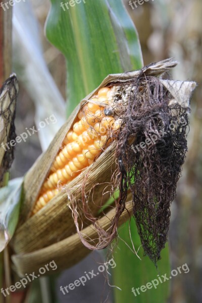 Corn Agriculture Fields Cornfield Corn On The Cob