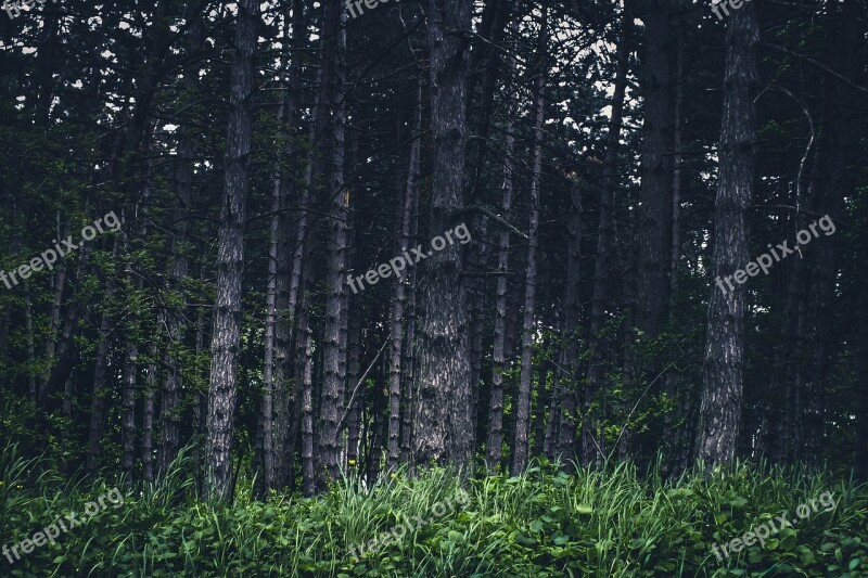 Woodland Scene Dramatic Forest Trees