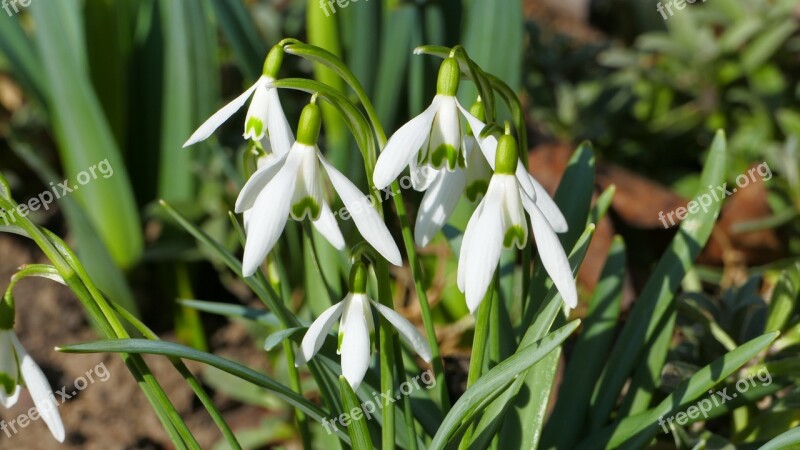 Snowdrops Flowers Spring Garden White