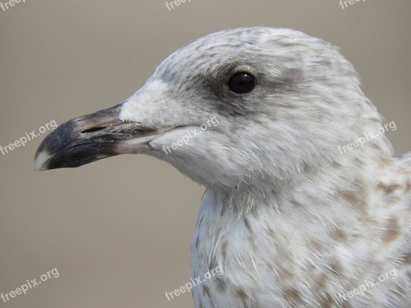 Nature Bird Fauna Animal Gull