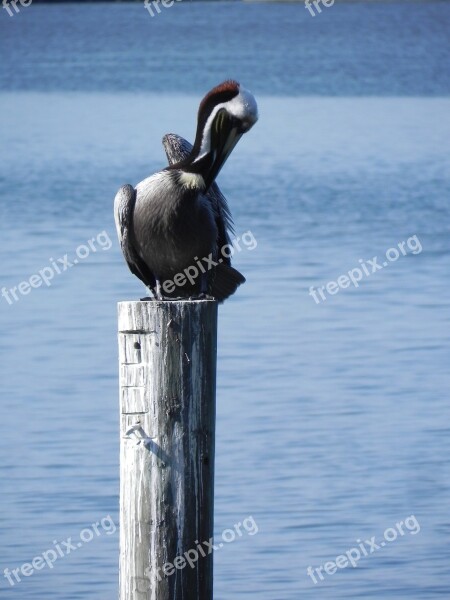 Pelican Morning Beach Wildlife Nature