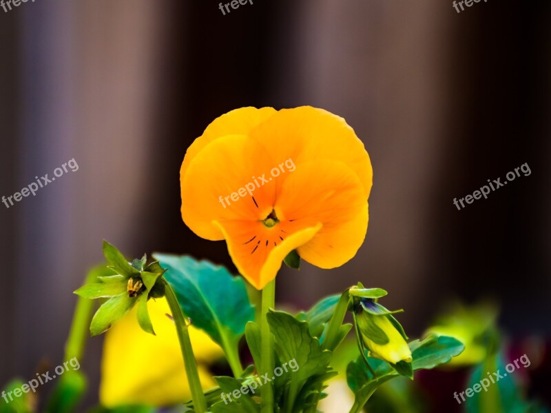 Flower Yellow Plant Nature Blossom