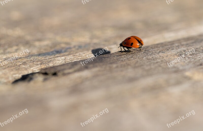 Ladybug Spring Nature Insect Flower