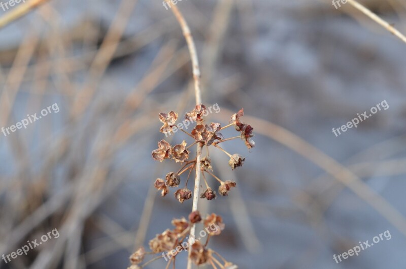 Flower Pod Dry Dead Winter