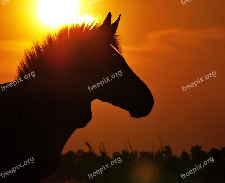 Zebra Hartmann's Sunset Evening Light Portrait