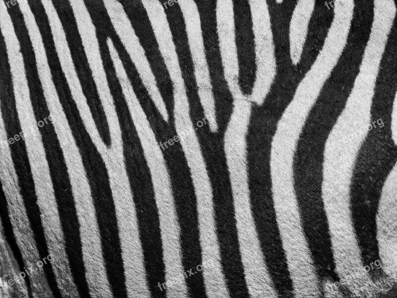 Zebra Zebra Pattern Pattern Stripes Black And White