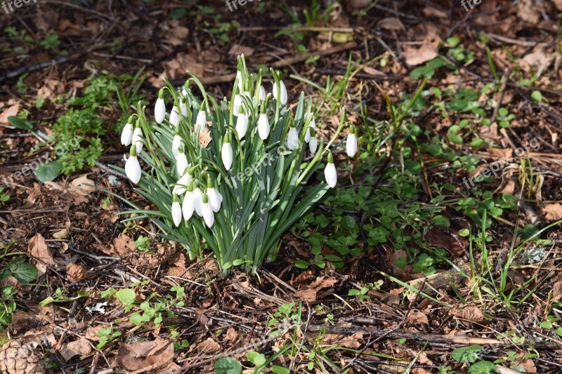 Snowdrops Our Characters Flowers Free Photos