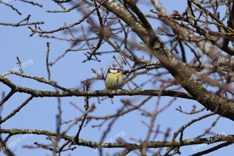 Small Birds Birds Blue Tit Free Photos