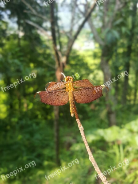 Dragonfly Insect Camouflage Free Photos