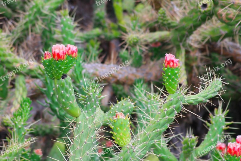 Cactus Blooms Flower Green Red