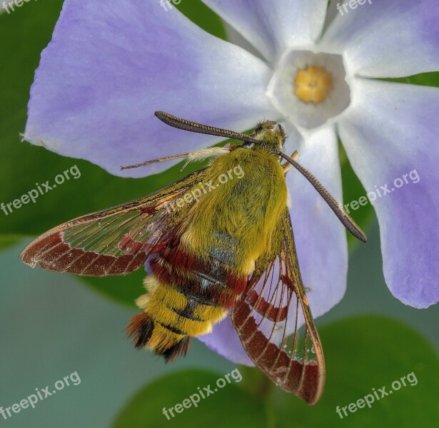 Moth Broad-bordered-bee-hawk-moth Wings Antenna Insect