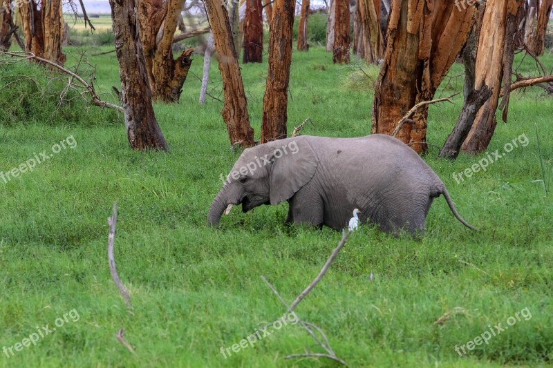 Africa Kenya Amboseli Safari Landscape