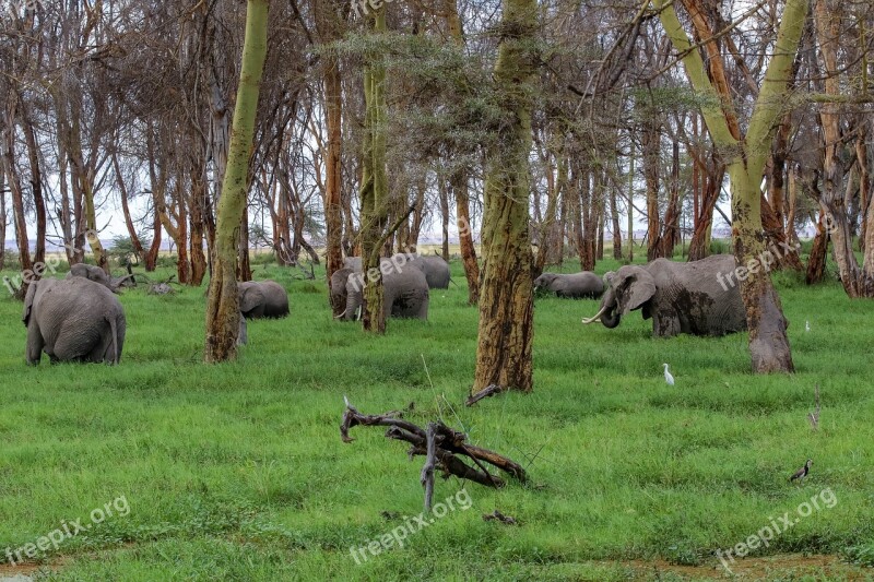 Africa Kenya Amboseli Safari Landscape