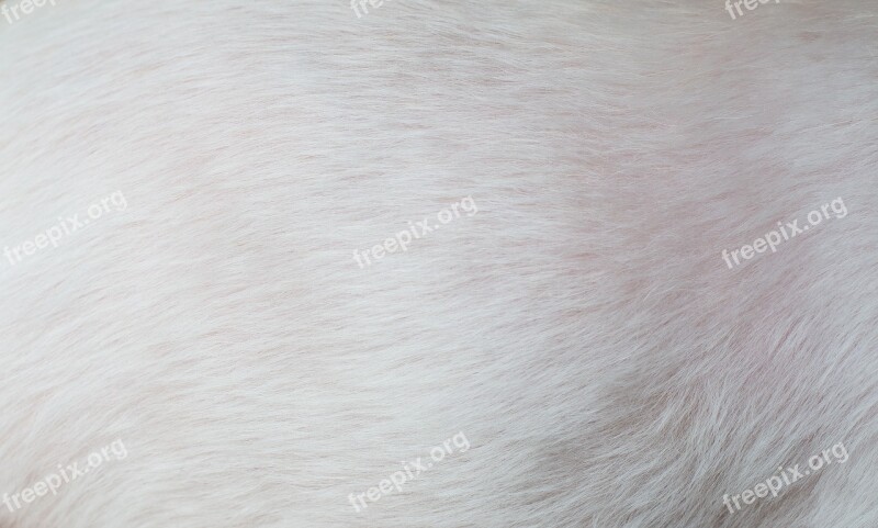 Fur White Pet Dog Fur Hair