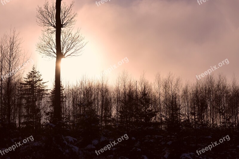 Forest Lighting Trees Nature Mood