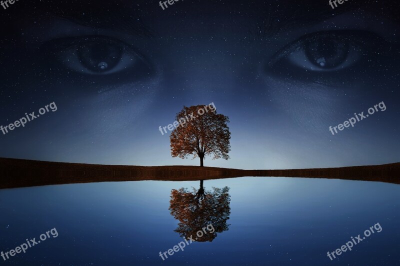 Eyes Woman Night Eyes Of The Night Tree