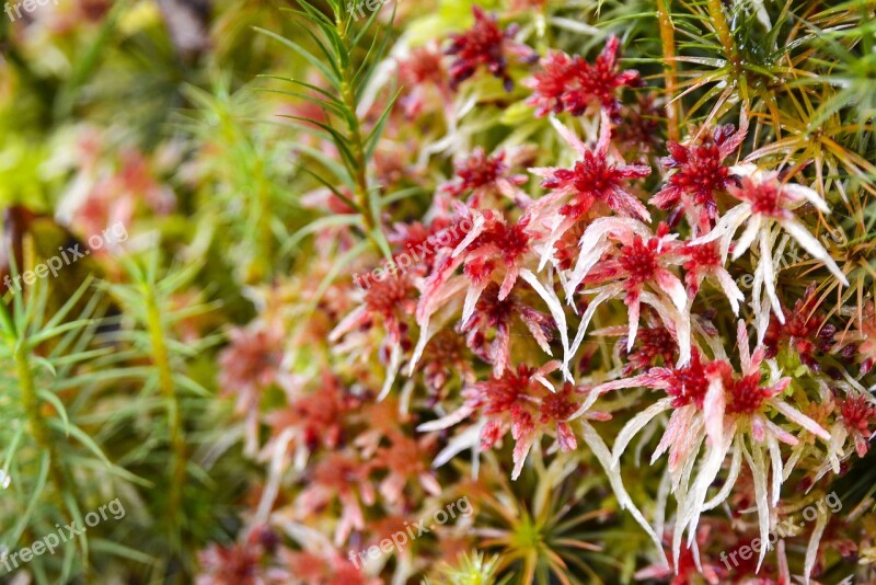 Moss Forest Nature Autumn Red