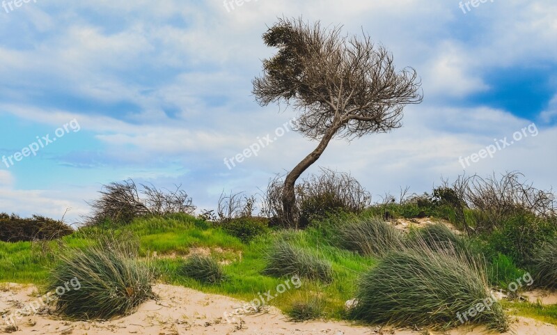 Trees Dunes Wind Landscape Nature