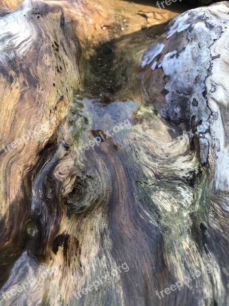 Driftwood Tree Texture Coastal Nature