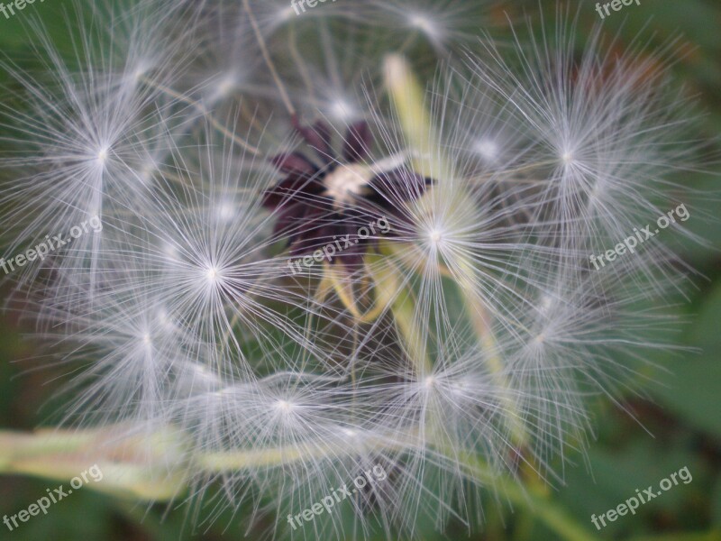 Flower Macro Seeds Nature Blossom