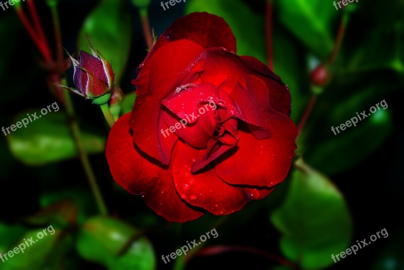 Rose Red Flower Love Blossom