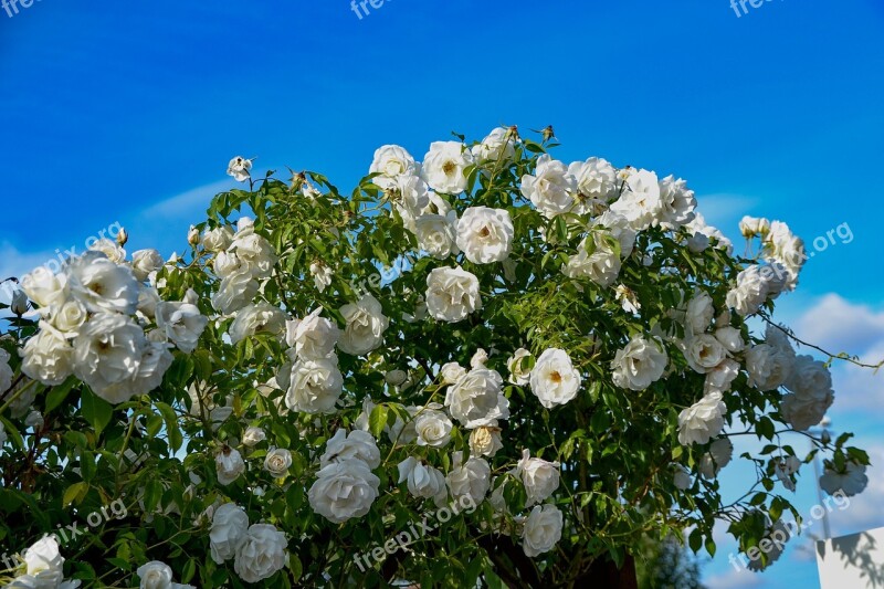 Roses Garden Summer Beauty Rosebush