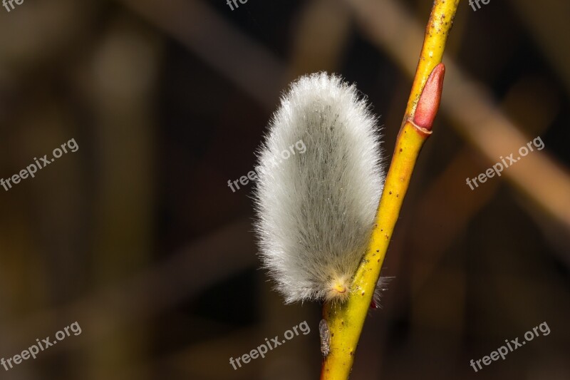 Easter Palm Branch Spring Nature Spring Awakening