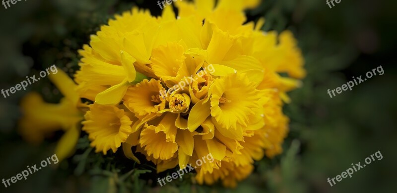 Narcissus Yellow Flowers Plant Petals