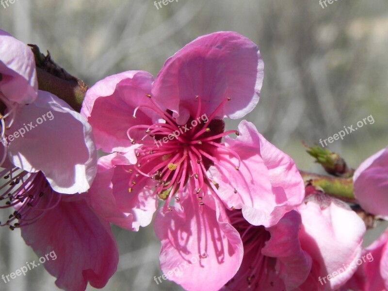 Flower Spring Peach Flowers Rosa