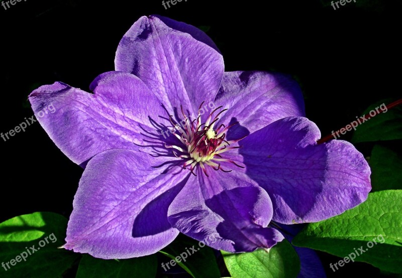 Clematis Creeper Flower Blue Garden