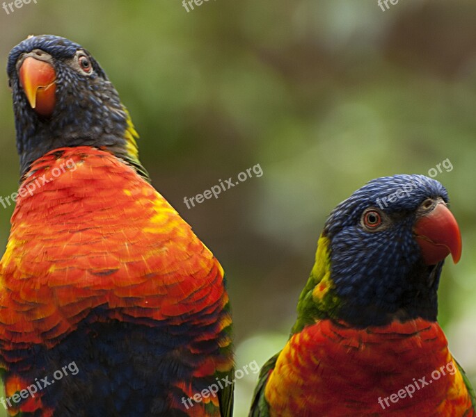 Birds Colorful Parrot Animal World Plumage