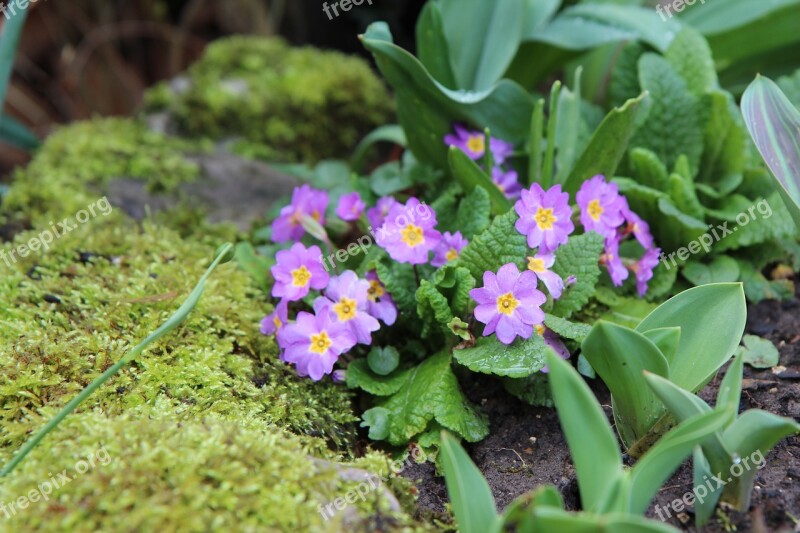 Primrose Flowering Foam Flowers Spring