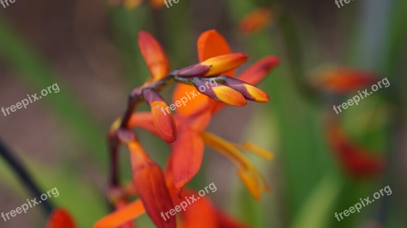 Garden Flowers Macro Montbretia Free Photos