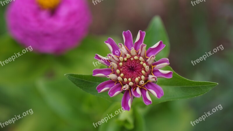 Garden Flowers Macro Zinnias Free Photos