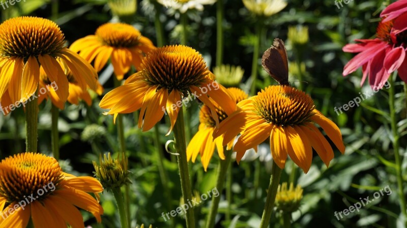 Garden Flowers Coneflower Free Photos