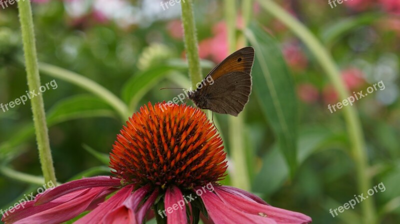 Garden Flowers Coneflower Butterfly Echinacea